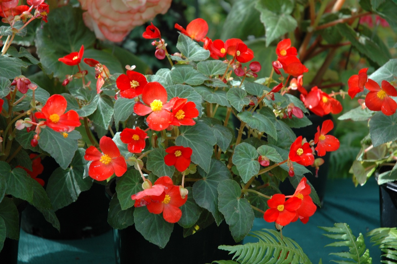 B. ‘Red Bergermaster’